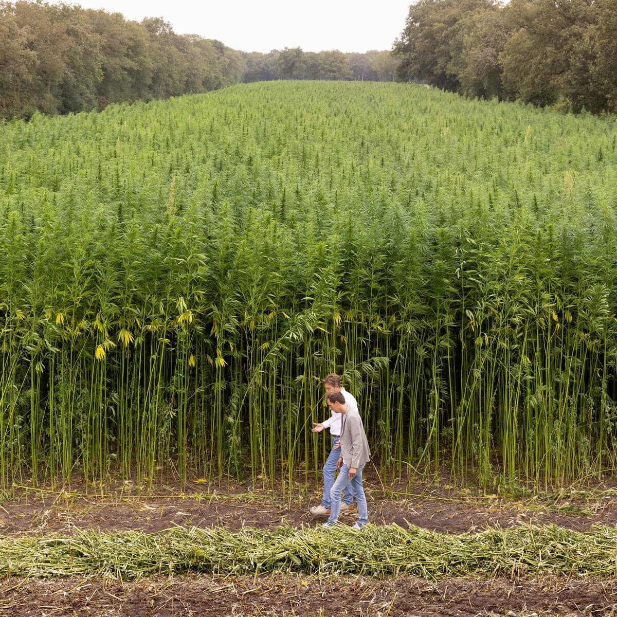 Heijmans breidt teelt vezelhennep uit voor nieuwe woningen