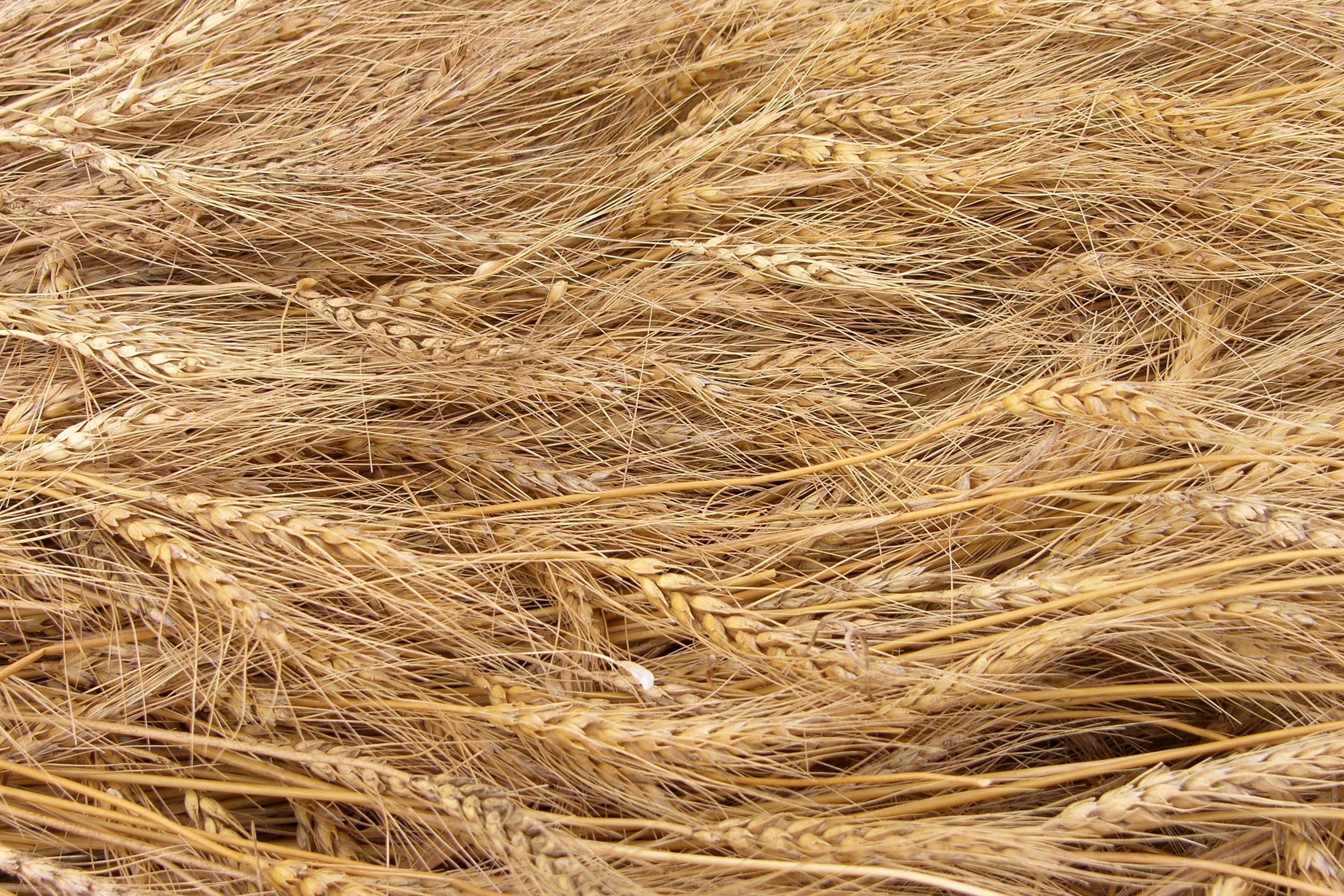 Doorbraak biobased bouwen vraagt om regie overheid